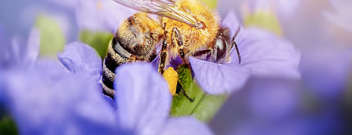 honeybee in lavender flower