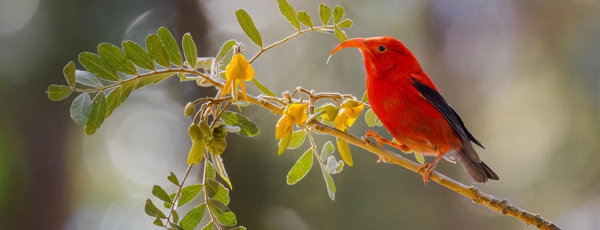 Hawaiian 'I'iwi bird on a branch