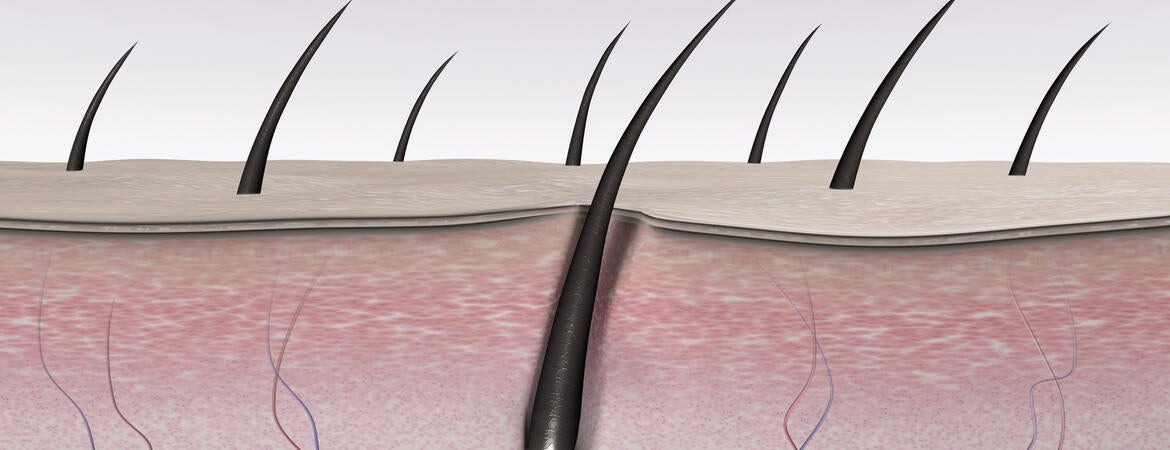 Skin tissues and hair follicle cross section