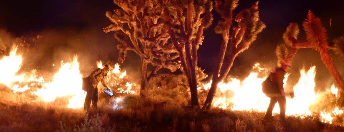 Megafire kills Joshua trees, but not fungi | UCR News | UC Riverside