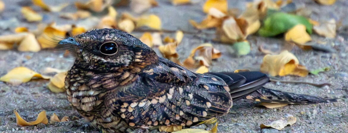 Scissor-tailed nightjar on the ground