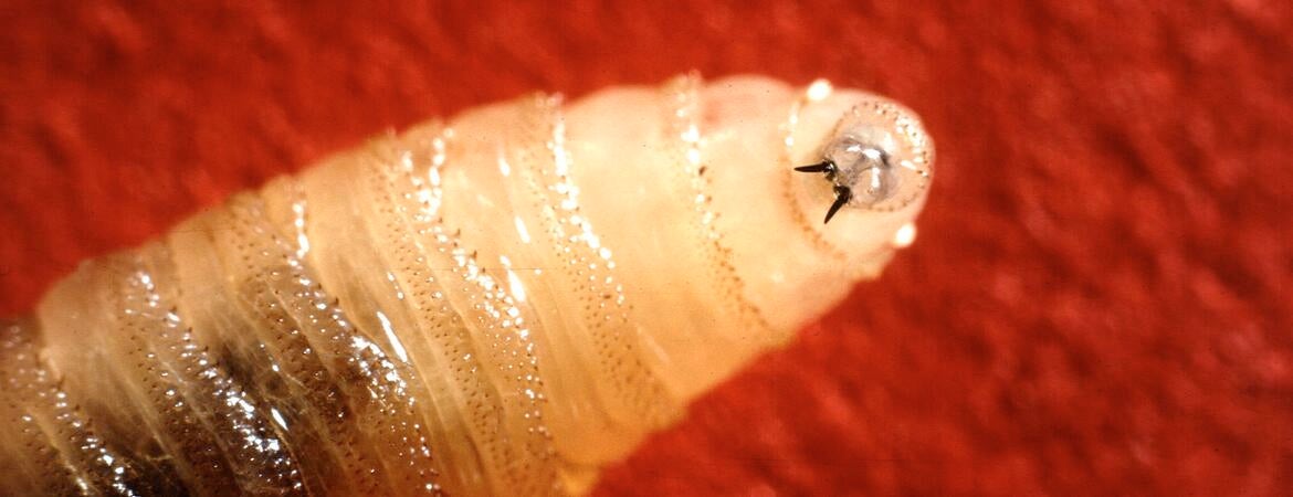 New World screwworm larva