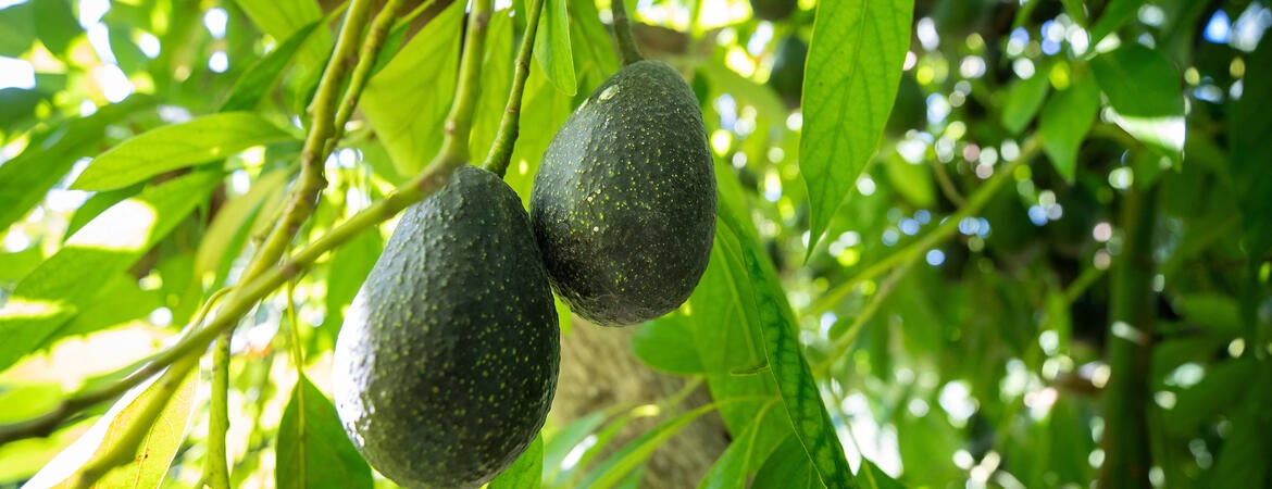 Luna avocados on the tree