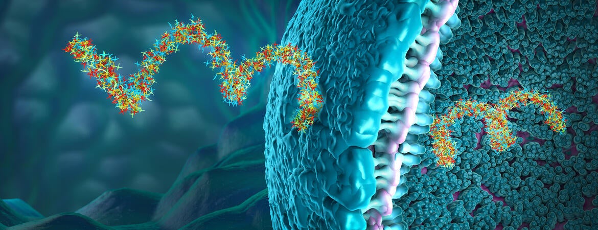 Ribonucleic acid strands