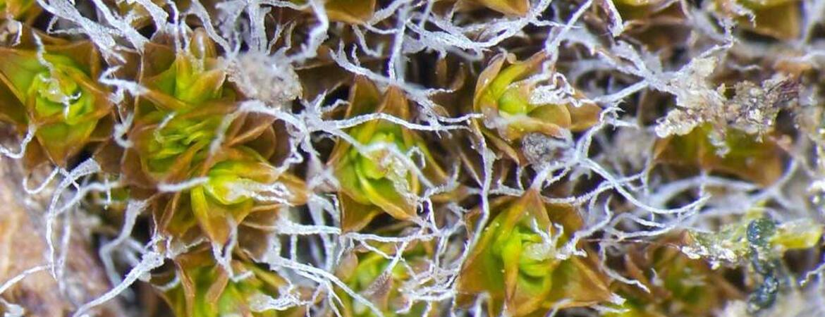 Steppe moss