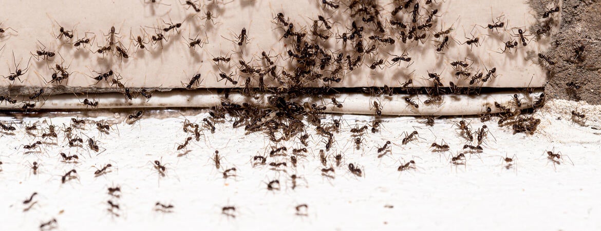 Black ant infestation through a crack