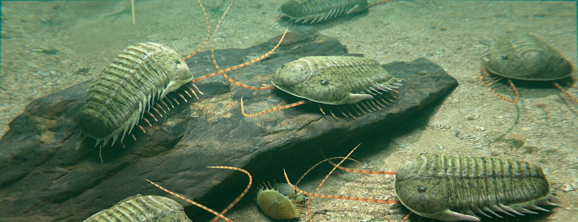 Trilobites gathering underwater