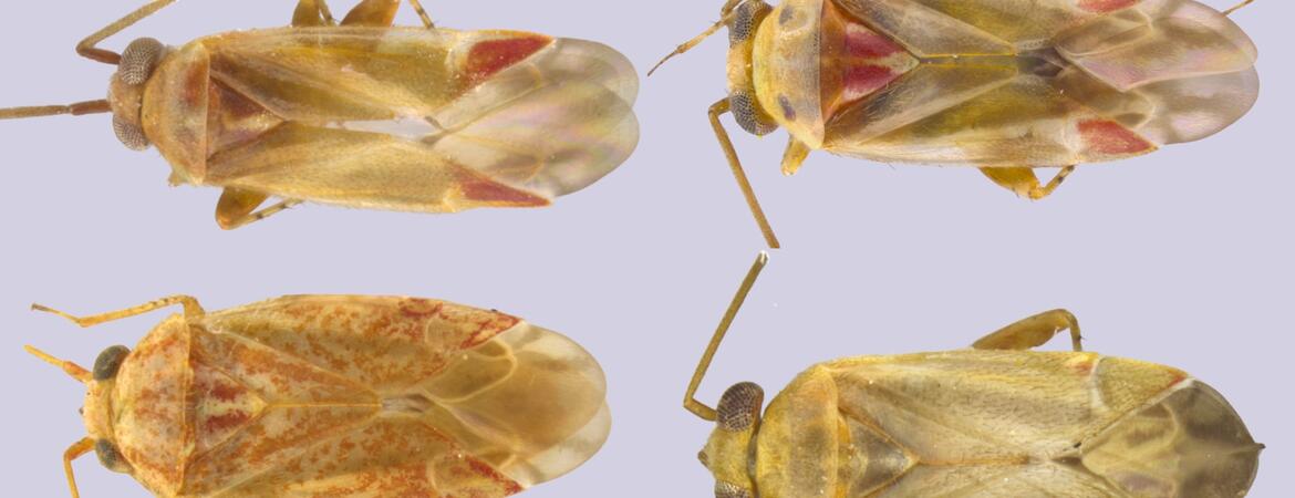 Swiftiephylum insect collage