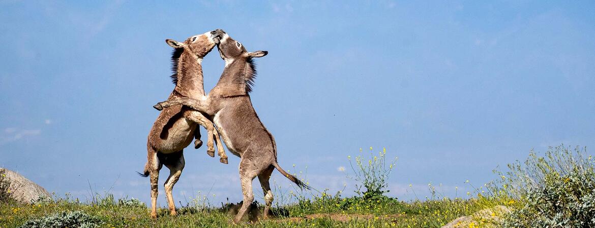 Donkeys play together in the Box Springs Mountain Reserve which sits in the hills above UC Riverside.