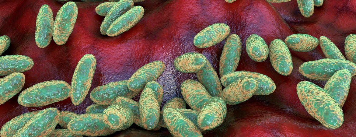 Plague bacteria Yersinia pestis