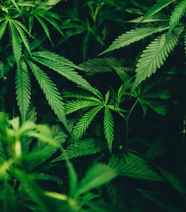 cannabis plants