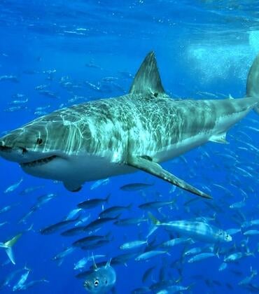 Great white shark
