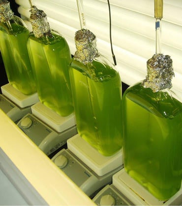 Green algae growing in flasks in a laboratory.