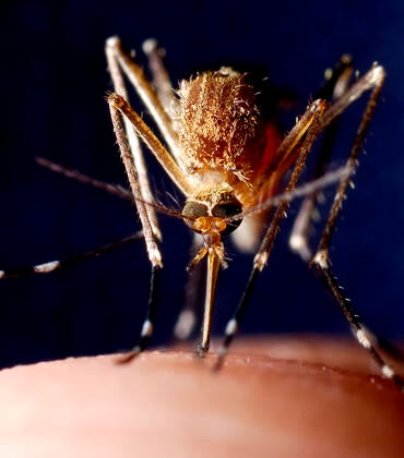 mosquito feeding on finger