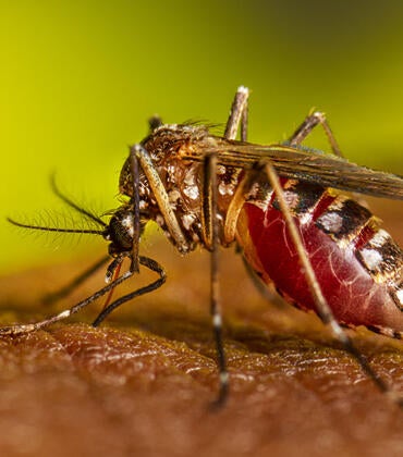 Aedes aegyptii