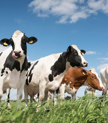 cows in a field