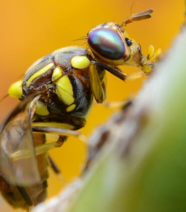 Oriental fruit fly closeup