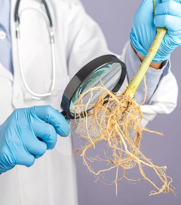 scientist examining plant roots