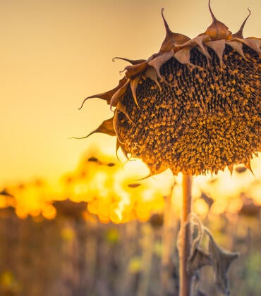 dehydrated sunflower