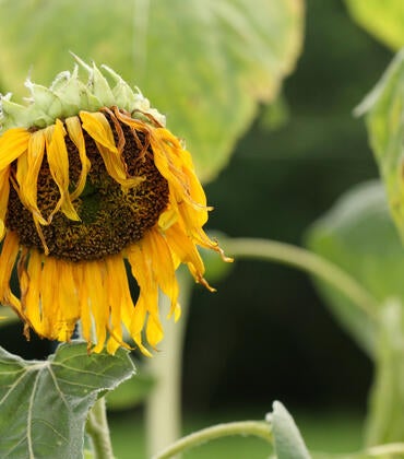 wilted sunflower