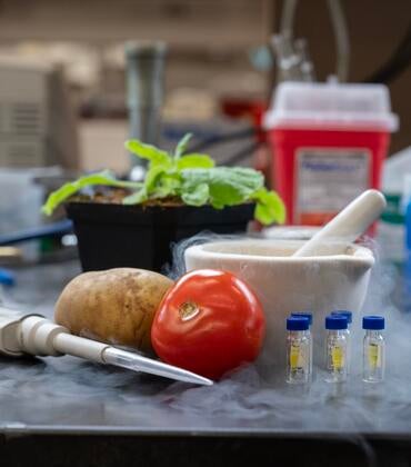 potato and tomato in a laboratory