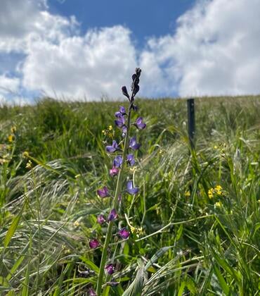 struggling wildflower