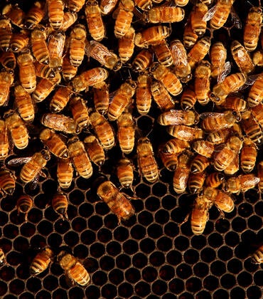 Bees in a hive