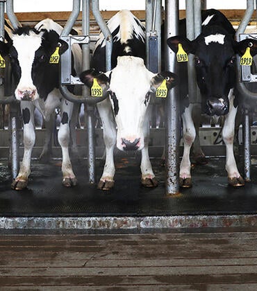 Dairy cattle at Cornell