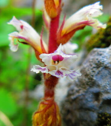 broomrape parasitic plant