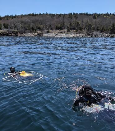 Coastal reef survey