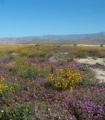 Desert flowers