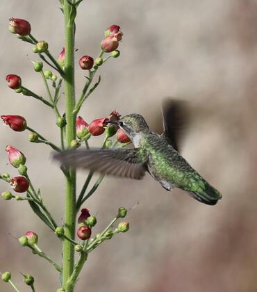 hummingbird at flower