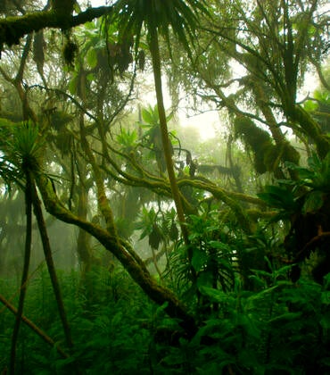 tropical forest