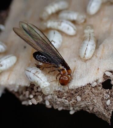 drywood termite colony