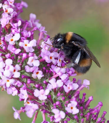 Bumble bee queen