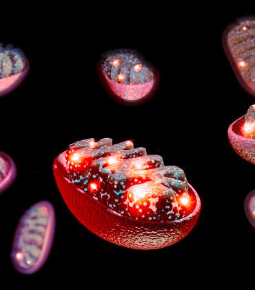 mitochondria
