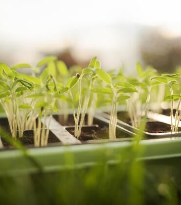 Plants in a laboratory