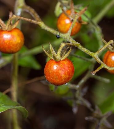Galapagos tomatoes