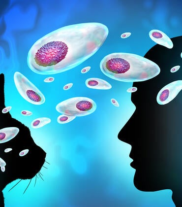 Toxoplasma gondii