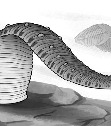leech reconstruction