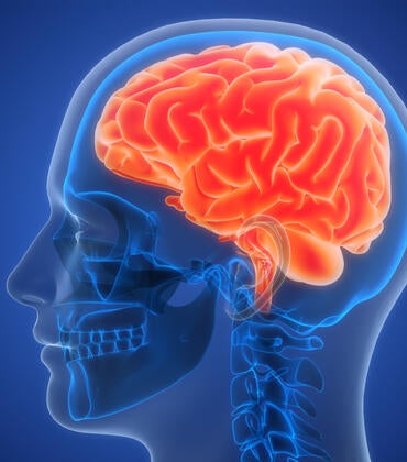 Illustration of the brain region