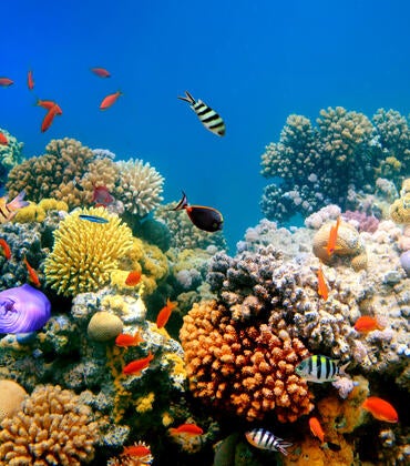 coral reef