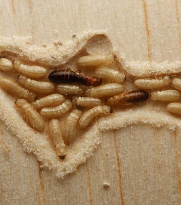 termite colony in wood