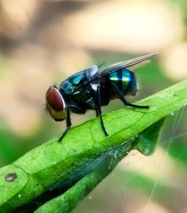 Flesh eating screwworm fly