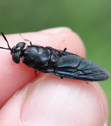 Black soldier fly
