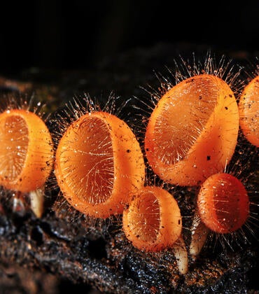 orange cup fungi