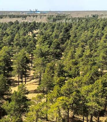Taklamakan afforestation