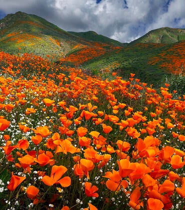 poppies blooming in Lake Elsinore