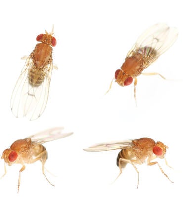 Fruit flies on a white background