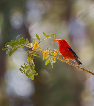 Hawaiian 'I'iwi bird on a branch